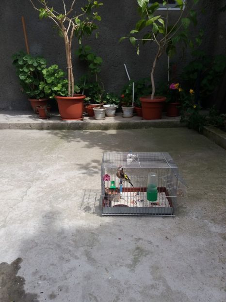 sticlete 2016 - Canari Malinois 2019 - 2020