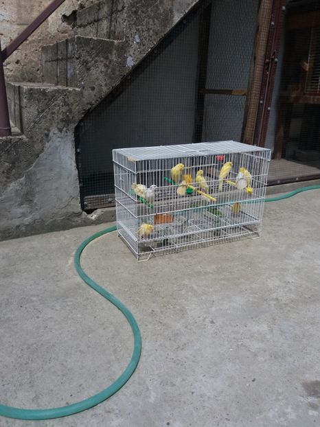  - Canari Malinois 2019 - 2020