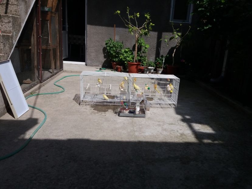 pasarile la baita - Canari Malinois 2019 - 2020