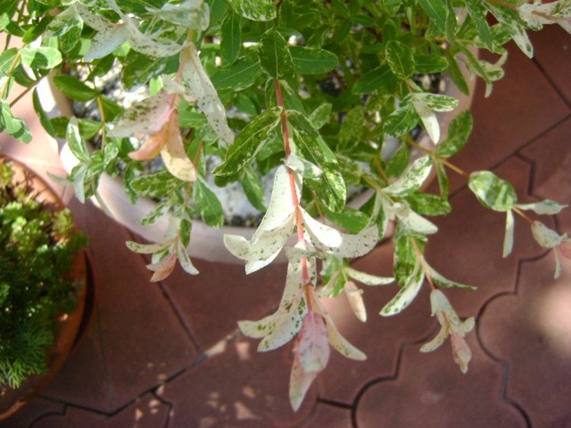 Salix integra 'Hakuro-Nishiki' - Primavara 2019