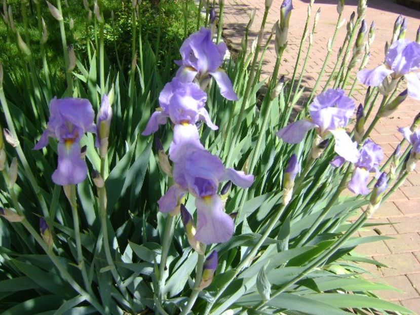 Iris - Primavara 2019