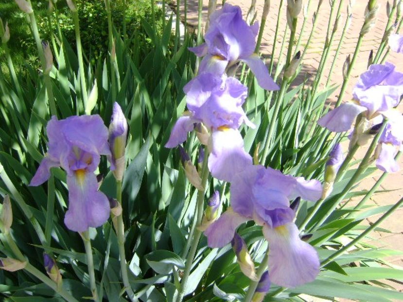 Iris - Primavara 2019