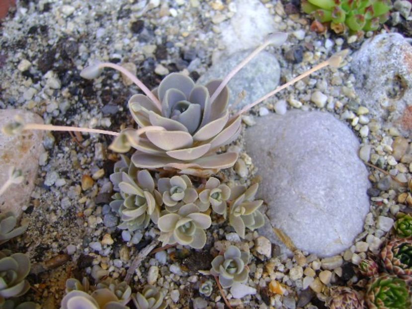 Orostachys iwarenge (Chinese dunce cap) - Primavara 2019