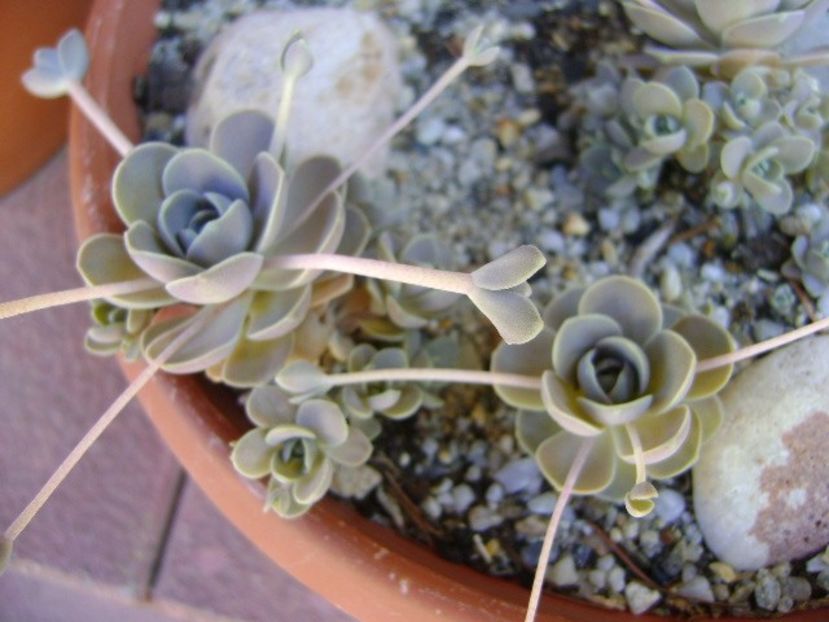 Orostachys iwarenge (Chinese dunce cap) - Primavara 2019