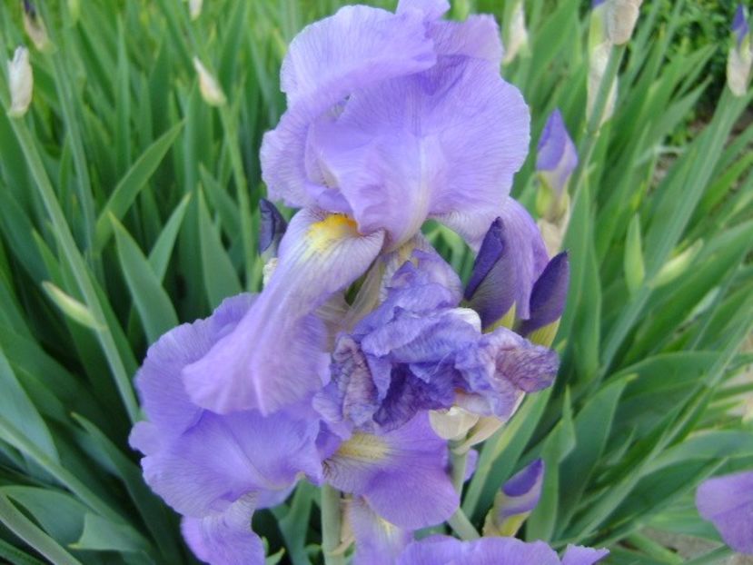 Iris - Primavara 2019