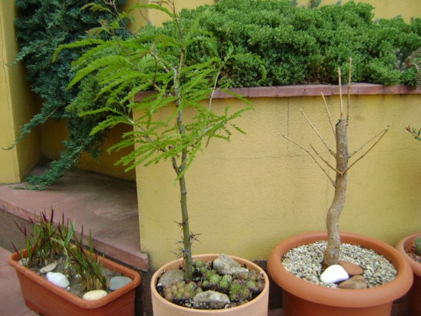 Gladita (Gleditsia triacanthos) - Primavara 2019
