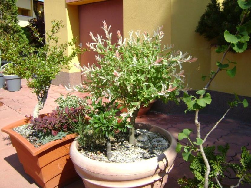 Salix integra 'Hakuro-Nishiki' - Bonsai si prebonsai 2018-2020