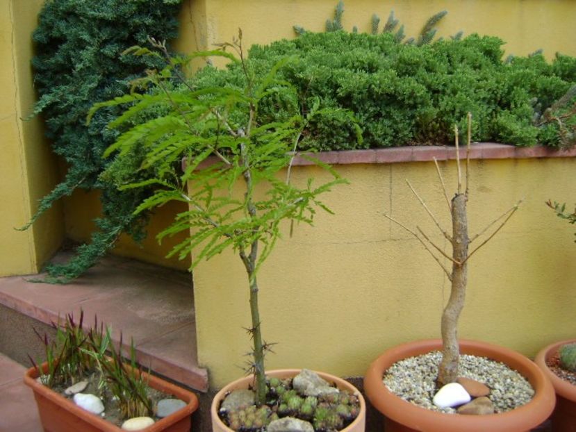 Gladita (Gleditsia triacanthos) - Bonsai si prebonsai 2018-2020