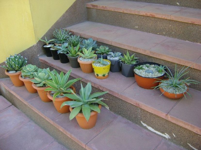 5 mai - Afara la aer, in sfarsit - Agave si Yucca 2019