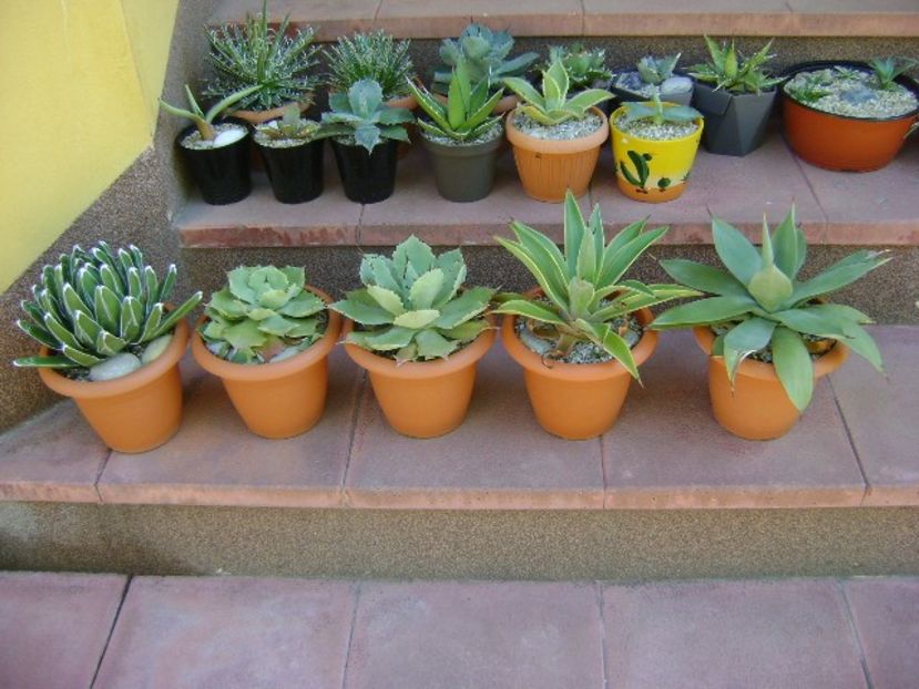 5 mai - Afara la aer, in sfarsit - Agave si Yucca 2019
