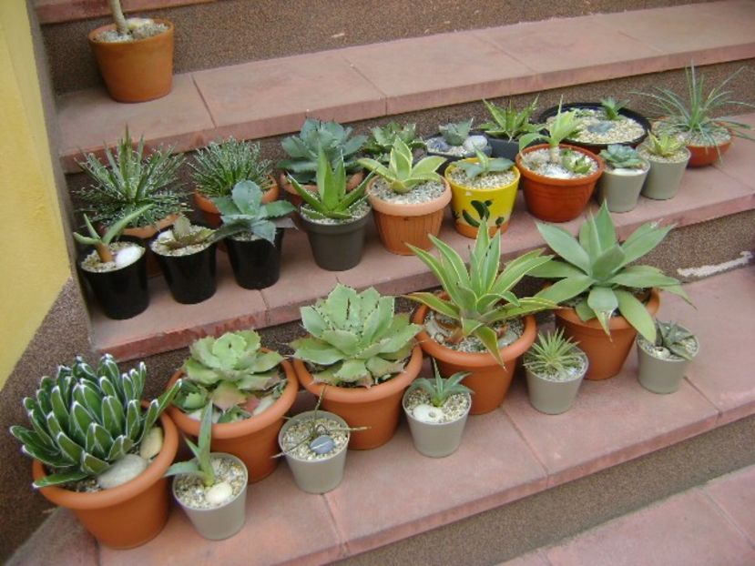5 mai - Afara la aer, in sfarsit - Agave si Yucca 2019