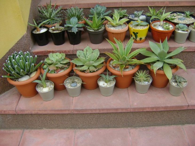 5 mai - Afara la aer, in sfarsit - Agave si Yucca 2019