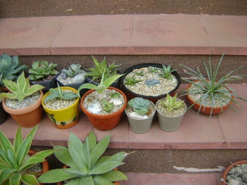 5 mai - Afara la aer, in sfarsit - Agave si Yucca 2019