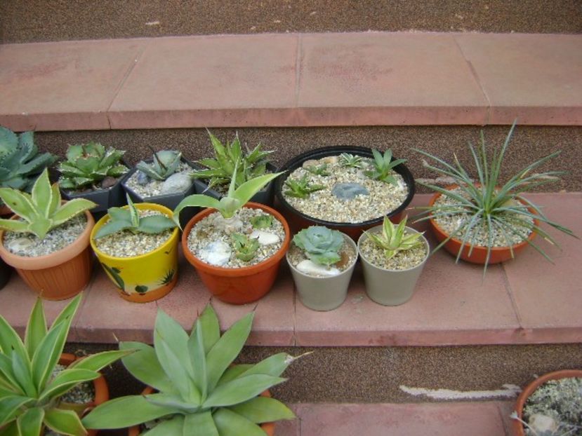 5 mai - Afara la aer, in sfarsit - Agave si Yucca 2019