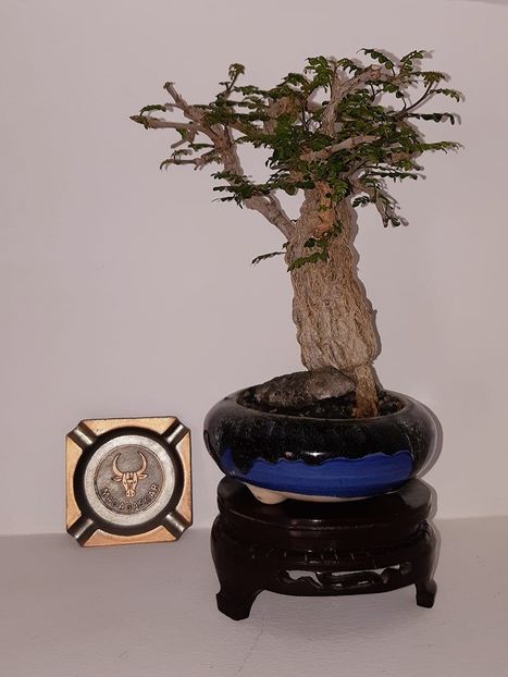 Operculicarya decaryi - Vase - aranjamente - accesorii