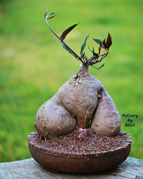 Kitoi: Petopentia natalensis - Vase - aranjamente - accesorii