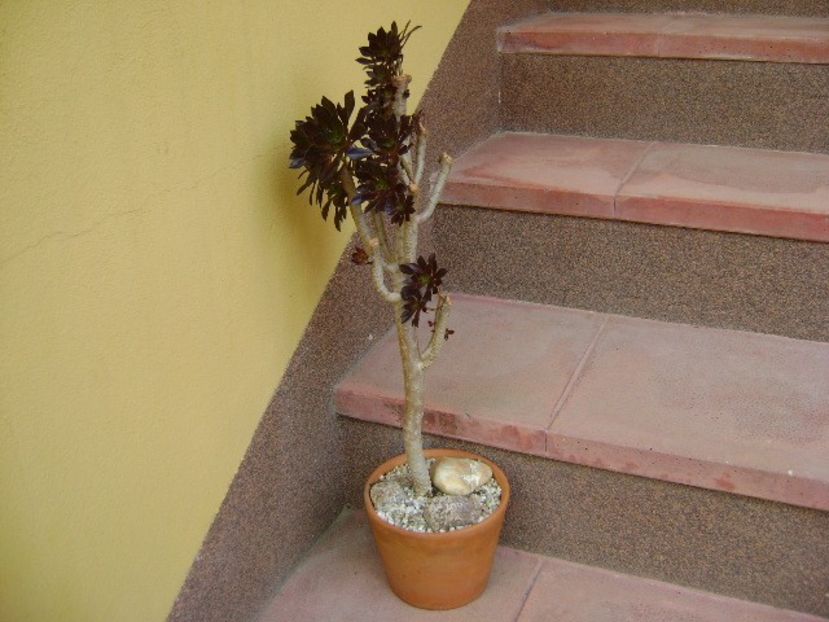 Aeonium arboreum v. atropurpureum Schwarzkopf - Suculente 2019