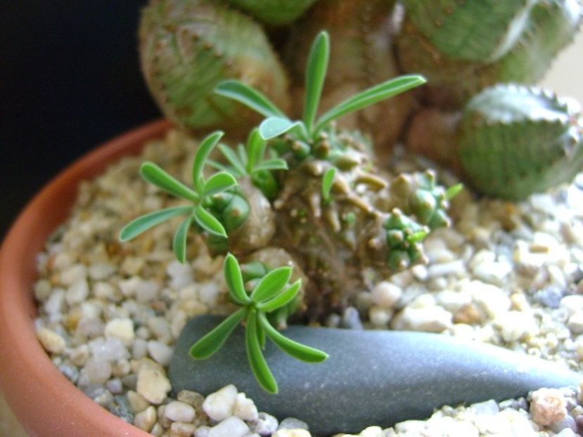 Euphorbia x japonica - Suculente 2019