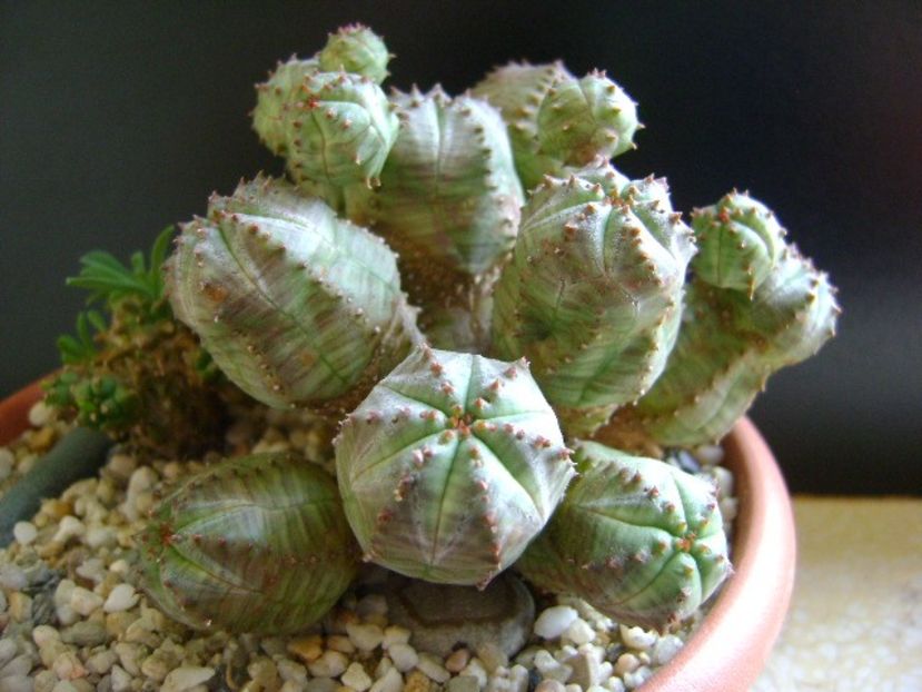 Euphorbia pseudoglobosa (obesa x tubiglans) - Suculente 2019