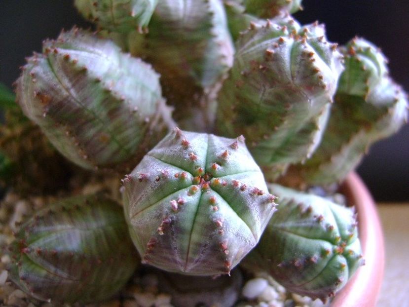 Euphorbia pseudoglobosa (obesa x tubiglans) - Suculente 2019