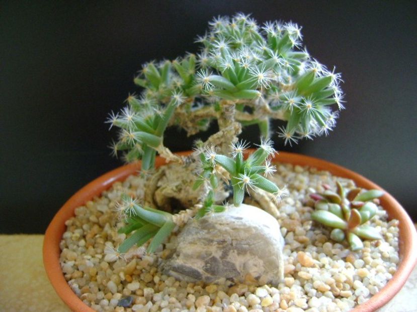 Trichodiadema densum - Suculente 2019