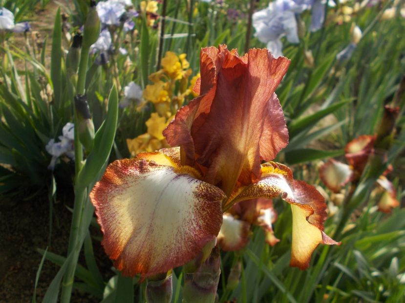 SPRECKLESS - Irisi -2019 Barbata Elatior si intermedia