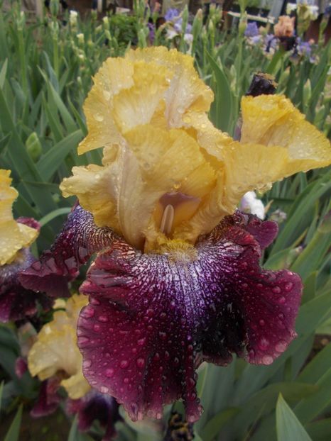  - Irisi -2019 Barbata Elatior si intermedia