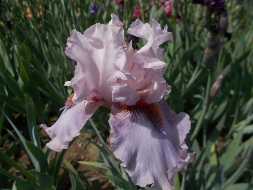 AWESOME ALEX - Irisi -2019 Barbata Elatior si intermedia