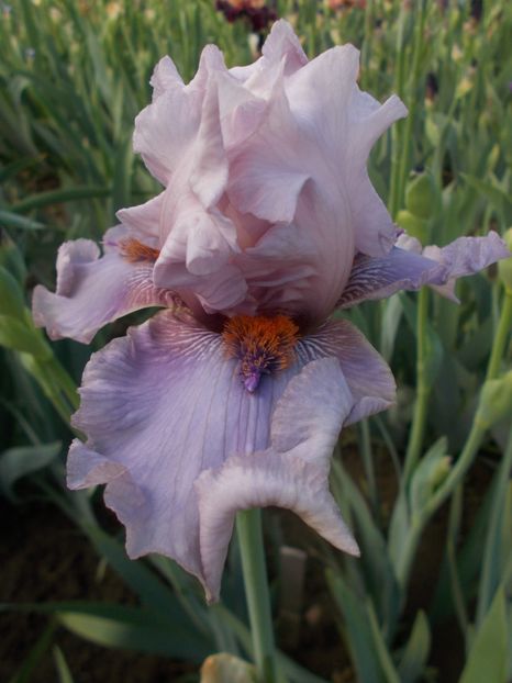  - Irisi -2019 Barbata Elatior si intermedia