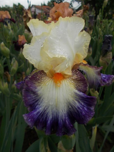  - Irisi -2019 Barbata Elatior si intermedia
