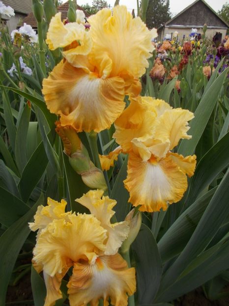  - Irisi -2019 Barbata Elatior si intermedia