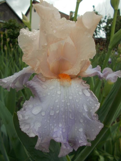 CELEBRATION SONG - Irisi -2019 Barbata Elatior si intermedia