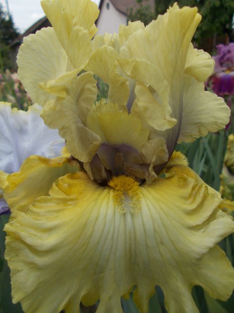 MONSOON MOON - Irisi -2019 Barbata Elatior si intermedia