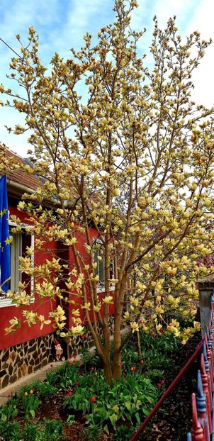  - Magnolia YELLOW RIVER -evolutie 2009