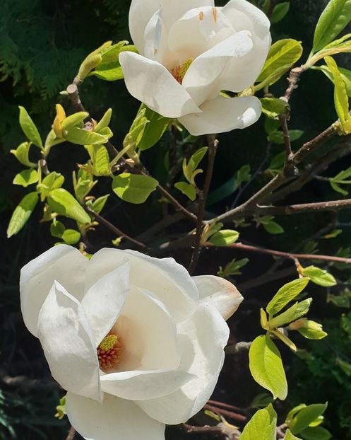  - Magnolia Alba superba -evolutie 2012