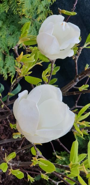  - Magnolia Alba superba -evolutie 2012