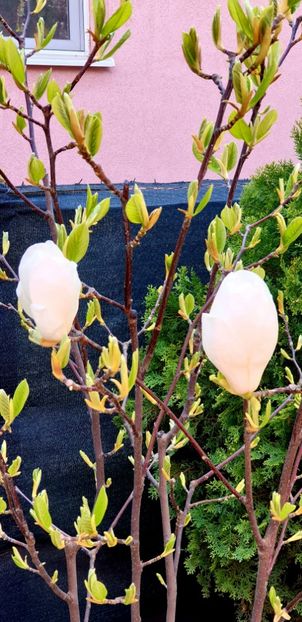  - Magnolia Alba superba -evolutie 2012