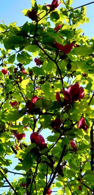  - Magnolia GENIE -evolutie 2010