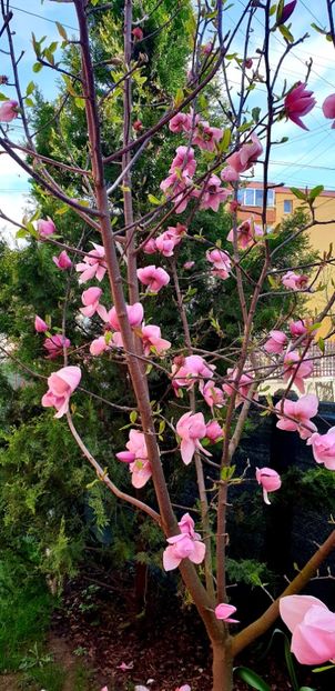  - Magnolia BRIXTON BELLE-evolutie 2012