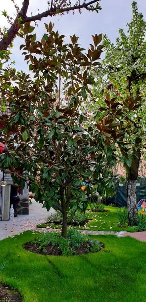  - Magnolia GRANDIFLORA -evolutie 2009