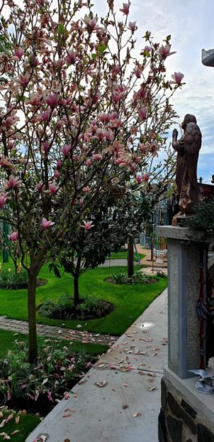  - Magnolia HEAVEN SCENT pe tulpina inalta -evolutie 2011