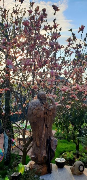  - Magnolia HEAVEN SCENT pe tulpina inalta -evolutie 2011