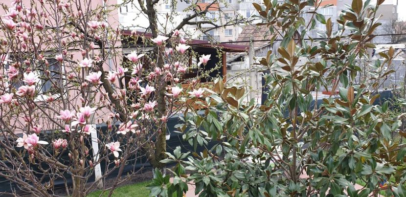  - Magnolia HEAVEN SCENT pe tulpina inalta -evolutie 2011