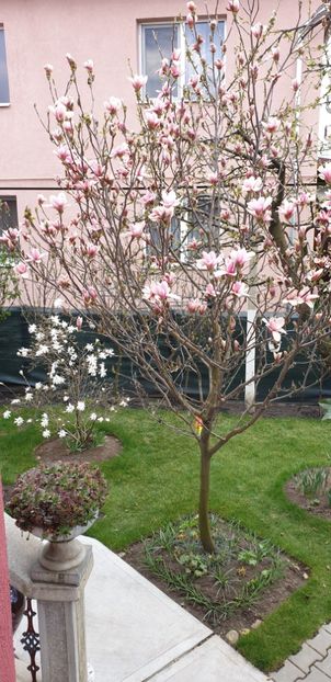  - Magnolia HEAVEN SCENT pe tulpina inalta -evolutie 2011