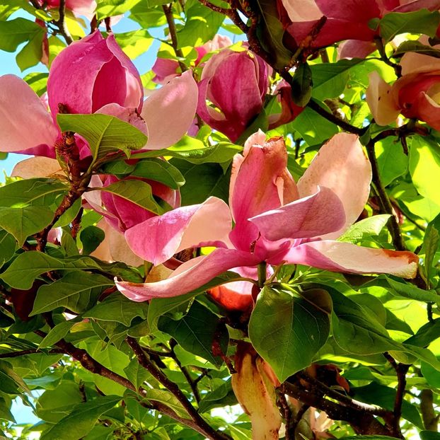  - Magnolia SOULANGIANA RUSTICA RUBRA -evolutie 2009