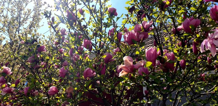  - Magnolia SOULANGIANA RUSTICA RUBRA -evolutie 2009