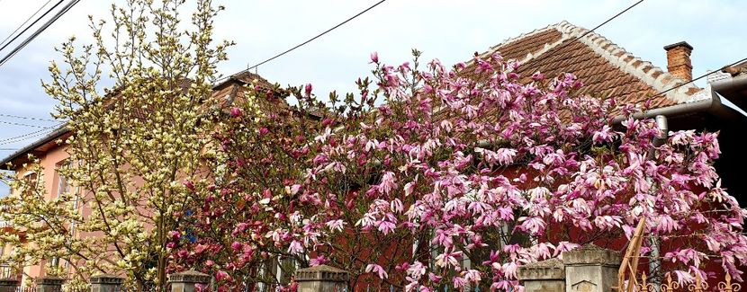  - Magnolia SOULANGIANA RUSTICA RUBRA -evolutie 2009