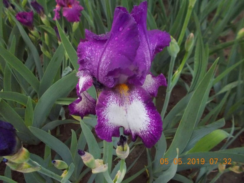 lavender sparkle - IRISI BARBATA ELATIOR SI INTERMEDIA-2019