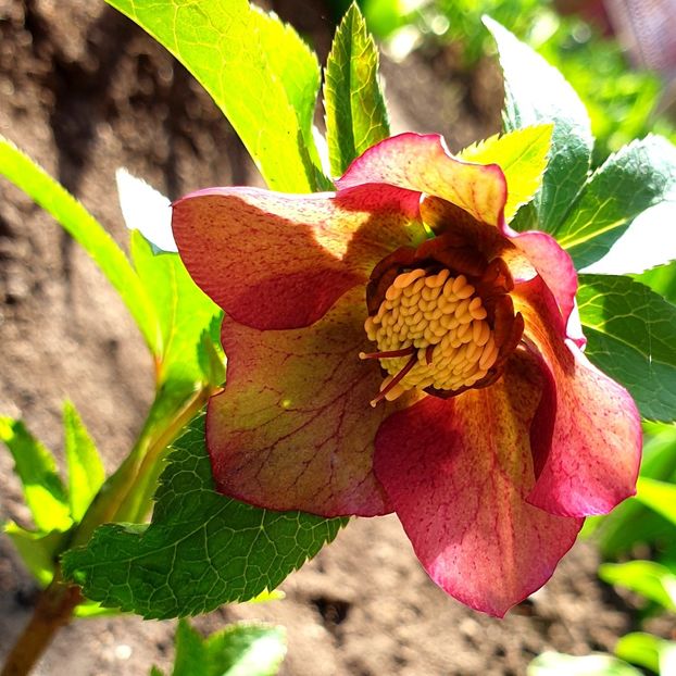  - Florile din gradina casei-2012-2013