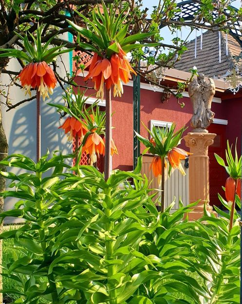  - Florile din gradina casei-2012-2013